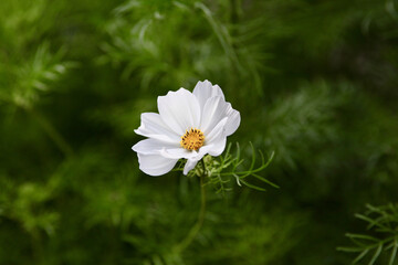 Closeup of a beautiful white cosmos flower in a garden © Lou Raeymaekers/Wirestock