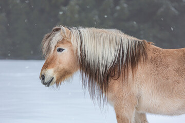 Portrait of a norwegian fjord horse in front of a winter landscape