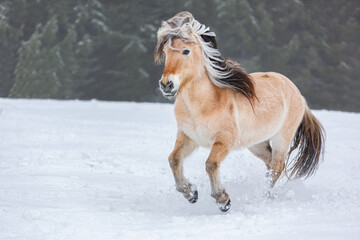 Obraz na płótnie Canvas Portrait of a norwegian fjord horse galloping on a snowy field