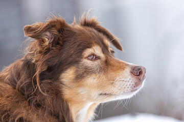 Portrait of a beautiful australian shepherd crossbreed dog in the snow
