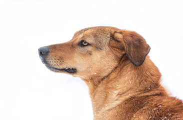 Portrait of a shorthair brown dog on white background