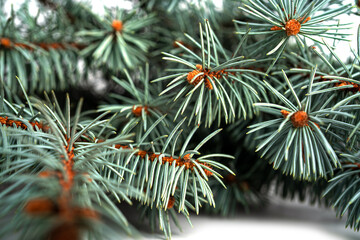 Naklejka na ściany i meble Spruce on a white background. Spruce branches on a white background. Fir tree.