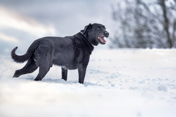 Portrait of a black dog in front of a snowy winter landscape