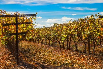 Vineyard stripping golden December leaves. vineyard plantation, plants, organic, fertile land,...