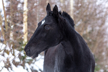 Portrait of a black trotter horse in front of a winter landscape. The horse has short mane