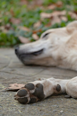A golden retriever dog is sleeping on the street. Its paws close to the camera.