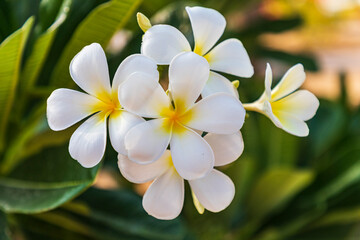 Fototapeta premium Middle East, Arabian Peninsula, Oman, Muscat, Quriyat. Plumeria blossoms in a garden.