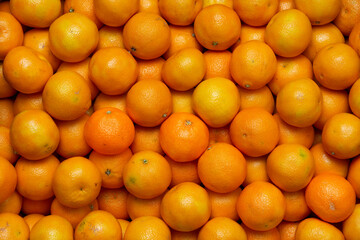 Fototapeta premium Lots of mandarins