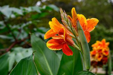 Closeup shot of orange canna lilies - obrazy, fototapety, plakaty