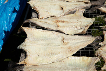 Canada, Newfoundland, dried codfish in Trinity