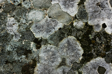 stone wall covered with centuries-old moss and fungus