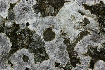 stone wall covered with centuries-old moss and fungus