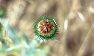 artistic photos of dried flowers on a beige light blurred background 