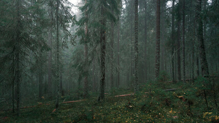 Foggy, mossy coniferous forest of the Skuleskogen National Park in the east of Sweden, green vegetation.
