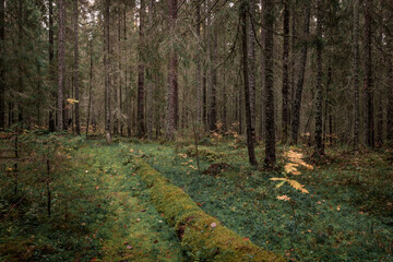 Mossy coniferous forest with tree trunks of the Skuleskogen National Park in the east of Sweden, green vegetation.