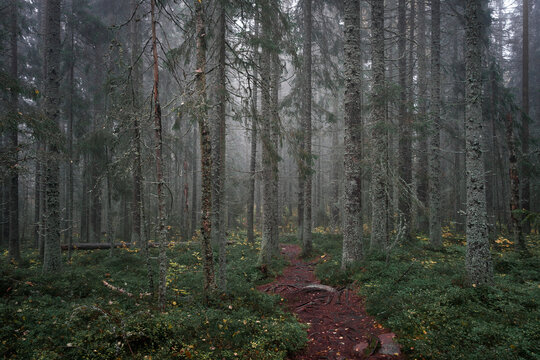 Footpath through mossy coniferous forest of the Skuleskogen National Park in the east of Sweden, green vegetation.