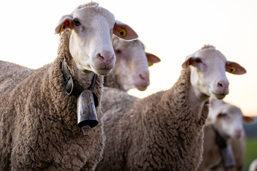 Herd of merino sheep close-up
