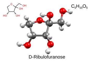 Chemical formula, structural formula and 3D ball-and-stick model of alpha-D-ribulofuranose, white background