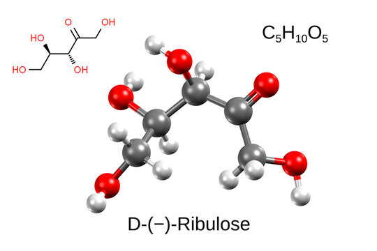 Chemical formula, structural formula and 3D ball-and-stick model of D-ribulose, white background