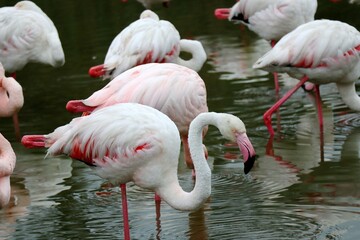 flamingos in the water