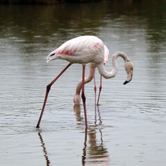 flamingo in the water