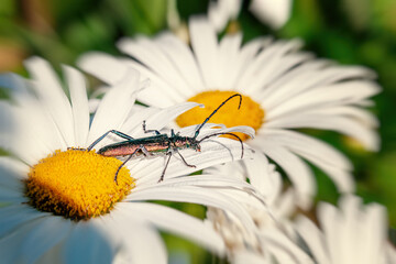 Agapantia lies a green beetle drinking dew from a chamomile flower. long green beetle with large whiskers sits on a daisy flower covered with dew