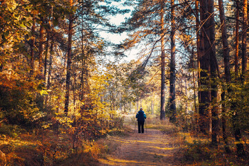 lonely figure of a man in the forest. a man is walking with nordic pole sticks along a path in a pine forest