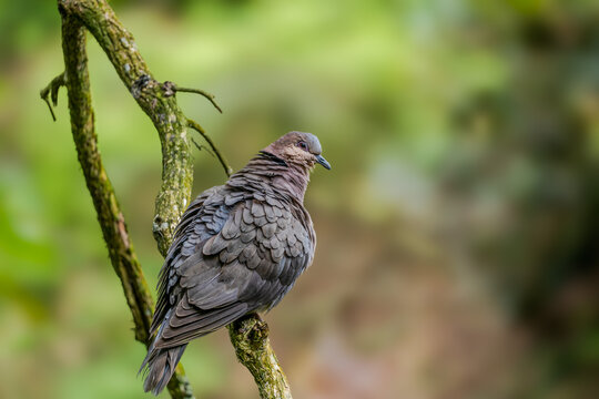 Chilean pigeon in Knysna forest sitting on a tree branch