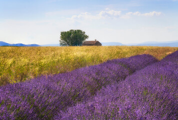 Europe, France, Provence, Valensole Plateau. Lavender and wheat crops with tree and house.