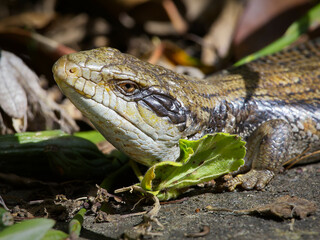 Blue-tongue Lizard