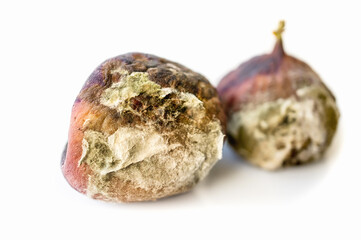 Mold on ripe purple figs close - up . Selective focus. Mold spores during fruit transportation. Fruit damage during storage by poisonous mold fungi.