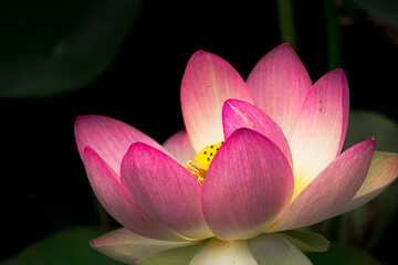 Lotusblüte