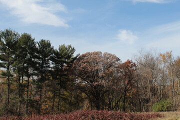 tree landscape