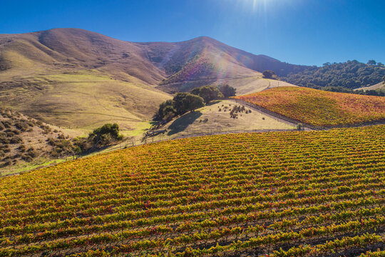 Aerial view of fall vineyard along Santa Rosa Road in the Santa Ynez Valley, California