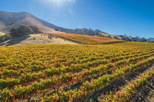 Aerial view of fall vineyard along Santa Rosa Road in the Santa Ynez Valley, California