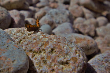 butterfly on rock