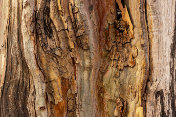 Close-up of the bark of a tree.