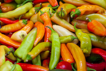 Variety of peppers, still life
