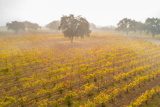 aerial view of fall vineyard and oak trees in coastal fog at Roblar Winery,  Santa Ynez Valley, California