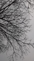 Trees in autumn on a cloudy day.