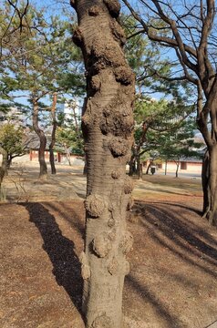 Deoksugung Palace in Korea