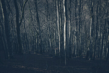 Dark mysterious forest in winter