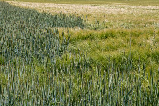 Feld mit zwei Getreidearten im Wind