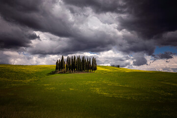 Europe, Italy, Tuscany, Val d Orcia. Cypress grove and farmland.