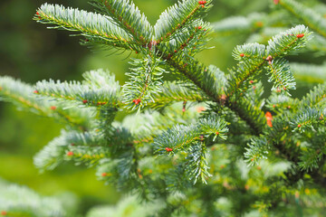 Natural sprig of spruce. Green needles on the branches of a coniferous tree