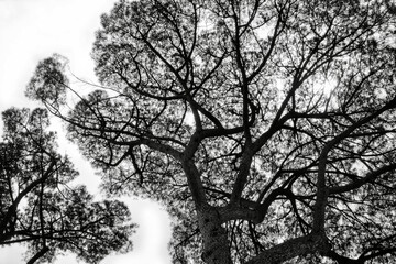 Italy, Rome, maritime pine seen from below.