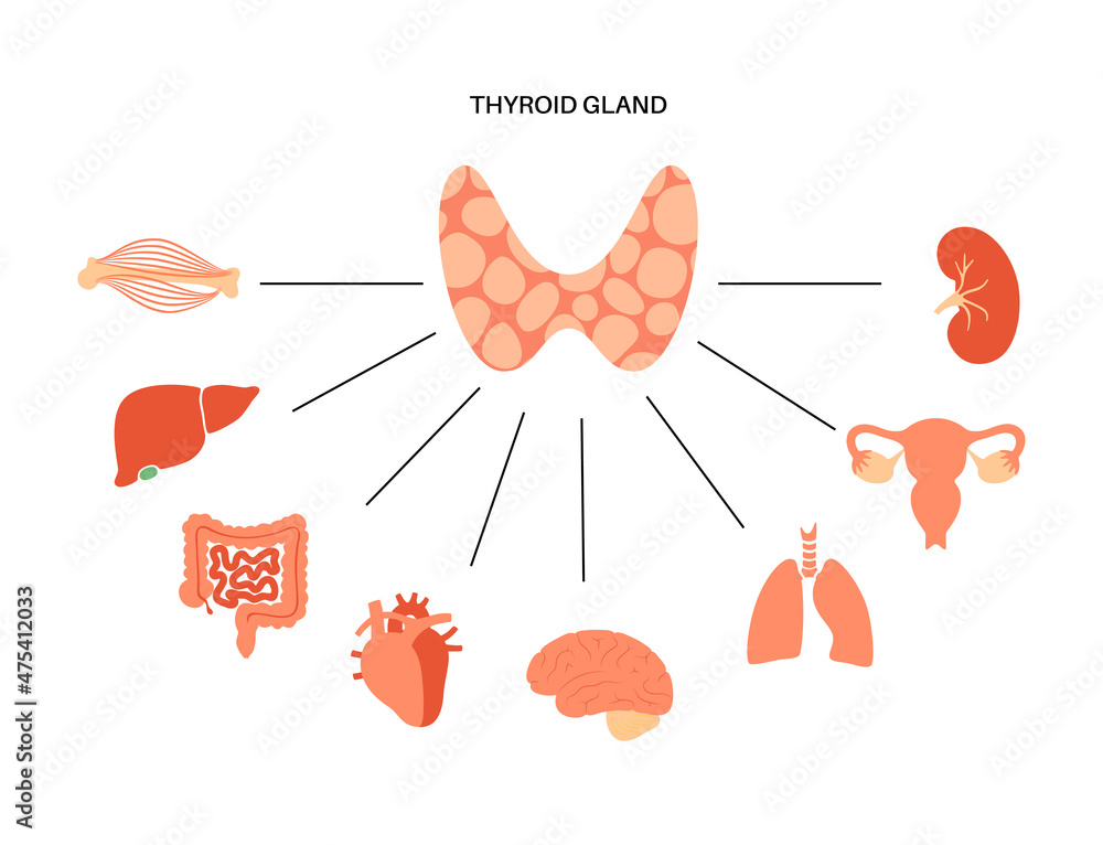 Sticker thyroid hormones diagram