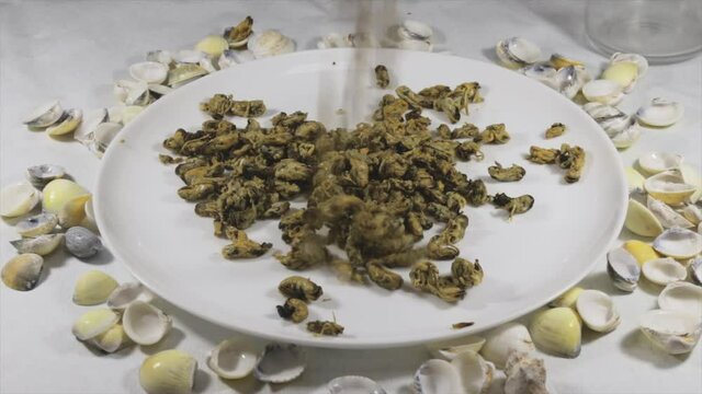 Sururu seafood ( Mytella strigata ), clean falling on white plate with seashells around