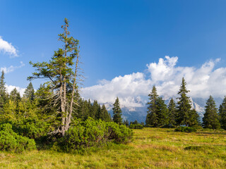 Canton di Ritort in the Presanella mountain range, view towards Brenta Dolomites, UNESCO World Heritage Site. Italy, Trentino, Val Rendena