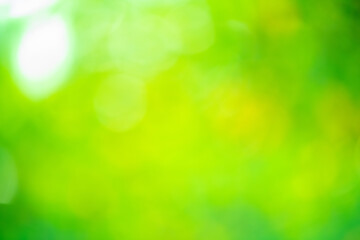 Obraz premium Natural green background. Defocus light green background.